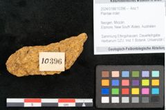 Foto (Objekt + Etikett) von Plantae indet.  (NHMW-GEO-2024-0188-10396)